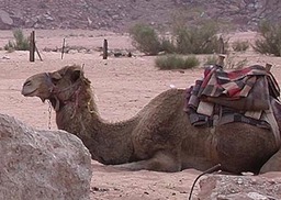 Wadi Rum3 - Version 2