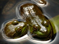 frog secret copy